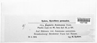Septoria anemones image